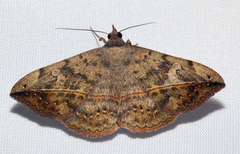 Anticarsia gemmatalis