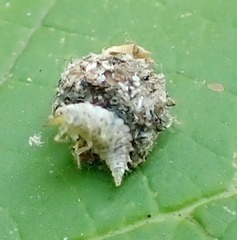 Chrysopinae