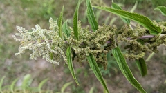 Urtica gracilis