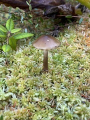 Phaeonematoloma myosotis