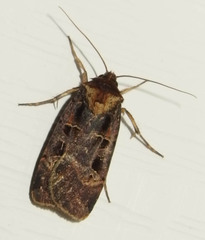 Pseudohermonassa tenuicula