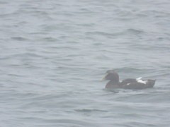 Somateria mollissima