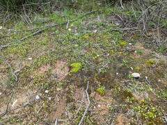 Brachyscome lineariloba