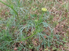 Tripleurospermum inodorum