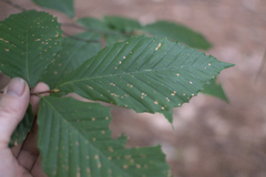 Acalitus ferrugineum