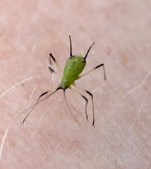 Macrosiphum