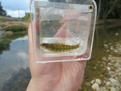Etheostoma zonale