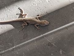 Urosaurus graciosus