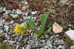 Solidago simplex
