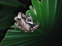 Raorchestes