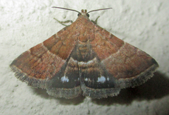 Eublemma bolinia