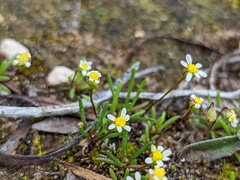 Brachyscome lineariloba