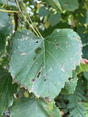 Phyllocnistis vitegenella