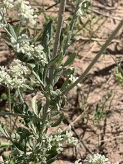 Eriogonum annuum