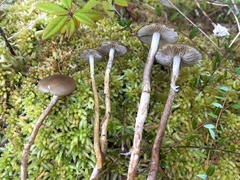 Phaeonematoloma myosotis