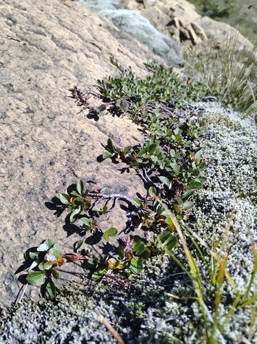 Image of Salix arctophila by no rights reserved