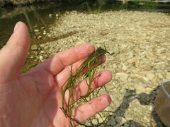 Podostemum ceratophyllum