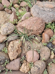 Leucocoryne coronata