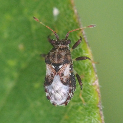 Chauliops fallax