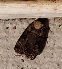 Pseudohermonassa bicarnea