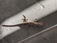 Urosaurus graciosus