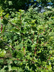 Ribes aciculare