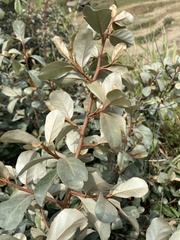 Elaeagnus oldhamii