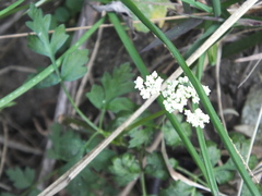 Ligusticum jeholense