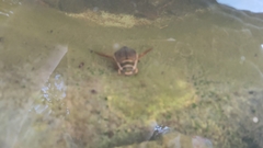 Dytiscus marginalis