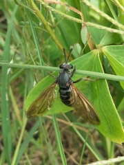 Mydidae