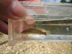 Etheostoma caeruleum