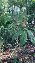 Aesculus