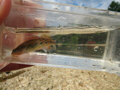 Etheostoma caeruleum