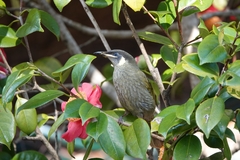 Meliphaga lewinii