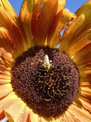 Melissodes trinodis