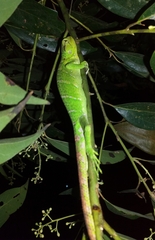 Polychrus marmoratus