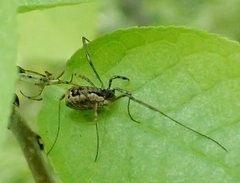 Phalangium opilio