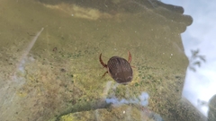 Dytiscus marginalis