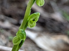 Pterostylis mutica