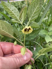 Physalis longifolia subglabrata