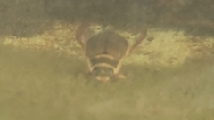 Dytiscus marginalis