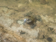 Bombina variegata