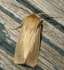Mythimna oxygala