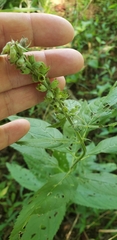 Teucrium vesicarium