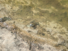 Bombina variegata