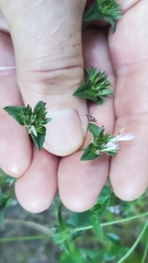 Elephantopus carolinianus