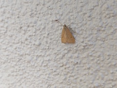 Achyra rantalis