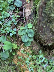 Viola formosana