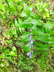 Gentiana asclepiadea