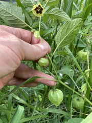 Physalis longifolia subglabrata